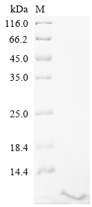Recombinant Mouse Serine protease inhibitor Kazal-type 4 (Spink4)