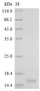 Recombinant Bovine Cystatin-C (CST3)