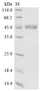 Recombinant Bovine Matrix metalloproteinase-9 (MMP9)