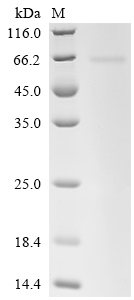 Recombinant Human N-myc proto-oncogene protein (MYCN)