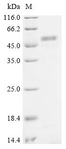 Recombinant Human Na (+)/H (+) exchange regulatory cofactor NHE-RF1 (NHERF1)