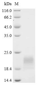 Recombinant Human Vigilin (HDLBP), partial