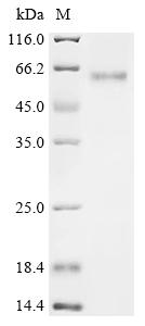 Recombinant Bovine Beta-arrestin-2 (ARRB2)