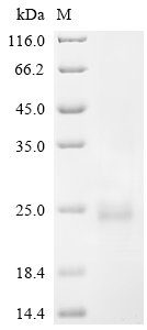 Recombinant Sigmodon hispidus Interferon gamma (IFNG)