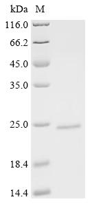Recombinant Mouse Stabilin-1 (Stab1), partial