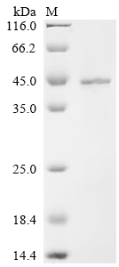Recombinant Mouse Protein Wnt-10a (Wnt10a)