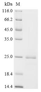 Recombinant Colletotrichum gloeosporioides Cutinase 1 (CUTA)