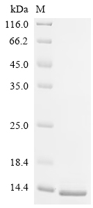 Recombinant Mouse Spectrin beta chain, non-erythrocytic 1 (Sptbn1), partial