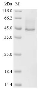 Recombinant Staphylococcus aureus Alpha-hemolysin (hly)