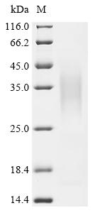 Recombinant Dog Lysozyme C, milk isozyme