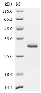 Recombinant Varicella-zoster virus Envelope glycoprotein B (gB), partial