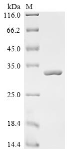 Recombinant Lactobacillus casei 60 kDa chaperonin (groL), partial