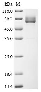 Recombinant Streptococcus pneumoniae serotype 2 Pneumolysin (ply)