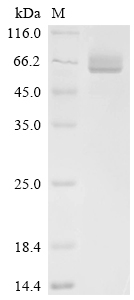 Recombinant Streptococcus pneumoniae serotype 2 Pneumolysin (ply)