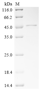 Recombinant Mouse Tolloid-like protein 2 (Tll2), partial
