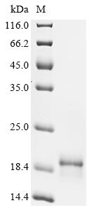 Recombinant Dog Myoglobin (MB)