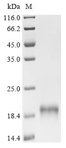 Recombinant Pig Myoglobin (MB)