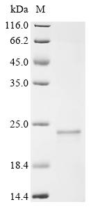 Recombinant Clostridium botulinum C phage Hemagglutinin components HA-70 type C (HA-70)