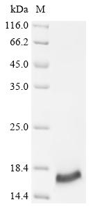 Recombinant Mouse Small proline-rich protein 2E (Sprr2e)
