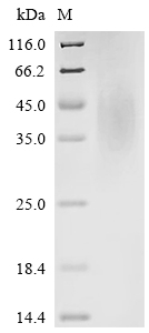 Recombinant Mouse CMRF35-like molecule 6 (Cd300c), partial