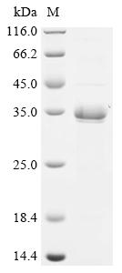 Recombinant Staphylococcus aureus Glutamyl endopeptidase (sspA)
