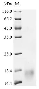 Recombinant Rat Hepcidin (Hamp), partial