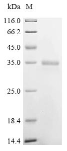 Recombinant Chicken Insulin-like growth factor I (IGF1)