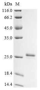 Recombinant Human Hepatoma-derived growth factor (HDGF)