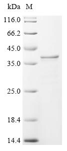 Recombinant Lactobacillus casei L-lactate dehydrogenase (ldh)
