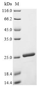 Recombinant Lactobacillus delbrueckii subsp. bulgaricus Chaperonin GroEL (groEL), partial