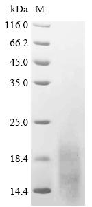 Recombinant Human C-X-C chemokine receptor type 5 (CXCR5), partial