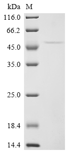 Recombinant Pig Tumor necrosis factor receptor superfamily member 5 (CD40), partial