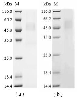 Recombinant Pig Tumor necrosis factor receptor superfamily member 5 (CD40), partial