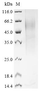 Recombinant Mouse Histidine-rich glycoprotein (Hrg)