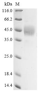 Recombinant Human Transcription factor SOX-2 (SOX2)
