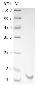 Recombinant Glycine max Leghemoglobin A (LBA)