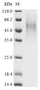 Recombinant Staphylococcus aureus Alpha-hemolysin (hly)