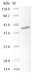 Recombinant Staphylococcus aureus Clumping factor A (clfA), partial