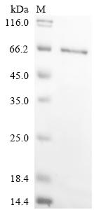 Recombinant Rat Chondroitin sulfate proteoglycan 4 (Cspg4), partial