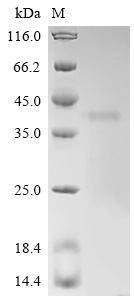 Recombinant Mouse Calpain-3 (Capn3), partial