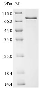 Recombinant Mouse Protein-arginine deiminase type-2 (Padi2)