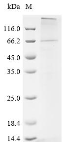 Recombinant Pig Parathyroid hormone/parathyroid hormone-related peptide receptor (PTH1R)