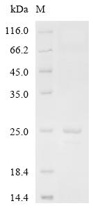 Recombinant Human Apoptosis regulator BAX (BAX)
