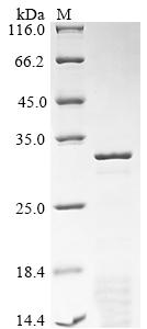 Recombinant Rat Synapsin-1 (Syn1), partial