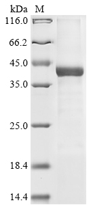 Recombinant Mouse Acrosin (ACR)