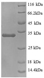 Recombinant Mouse Mucin 5, subtypes A and C, tracheobronchial/gastric (Muc5ac), partial