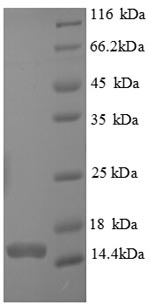 Recombinant Human Caspase-7 (CASP7), partial