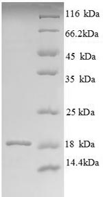Recombinant Bovine Angiogenin-1 (ANG1)