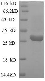 Recombinant Helicobacter pylori Vacuolating cytotoxin autotransporter (vacA), partial