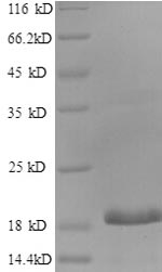 Recombinant Human CCAAT/enhancer-binding protein gamma (CEBPG), partial